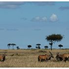 Eland Antilopen in der Masai Mara