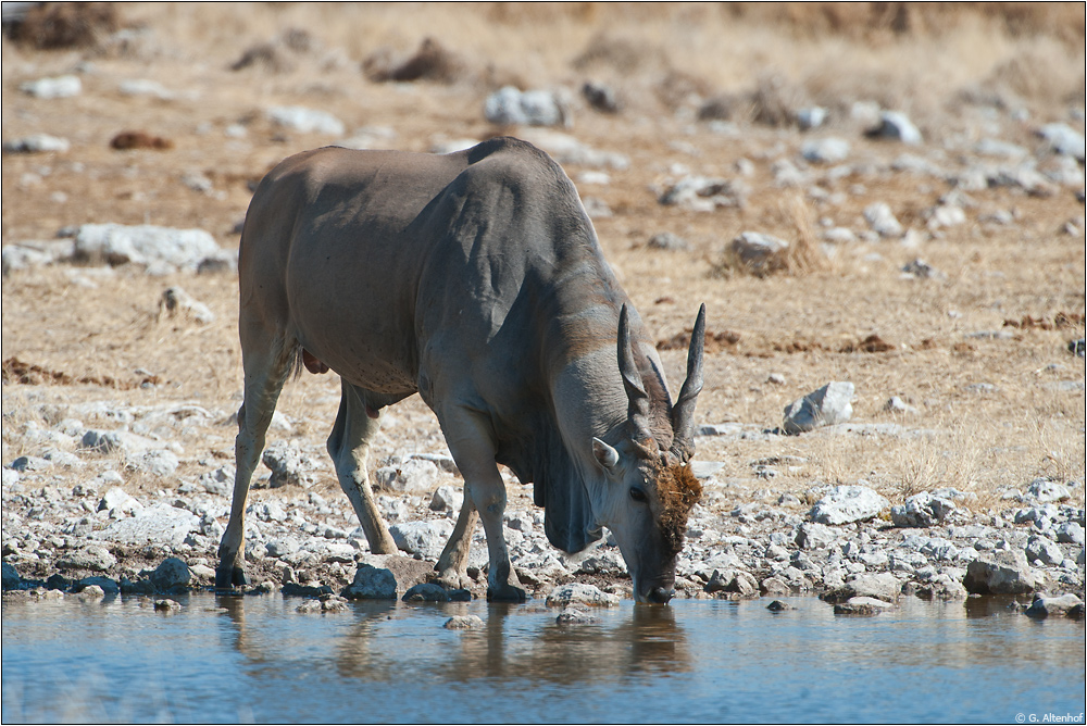 Eland