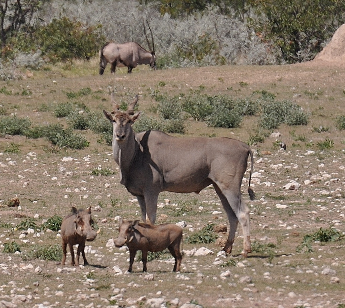Elandantilope, Warthog, Oryx