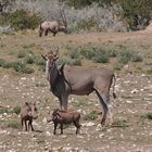 Elandantilope, Warthog, Oryx