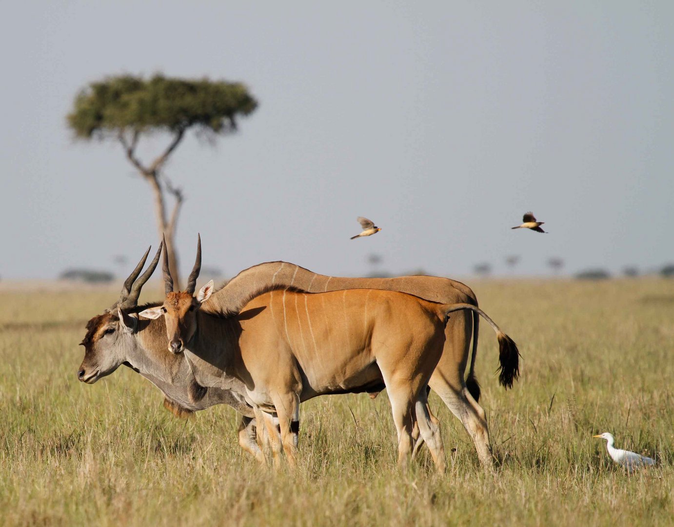 Elandantilopen i.d. Massai Mara