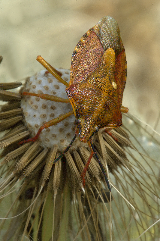 ELASMUCHA GRISEA