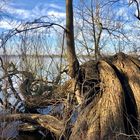 elastischer Baum - genutzt hat es ihm nichts