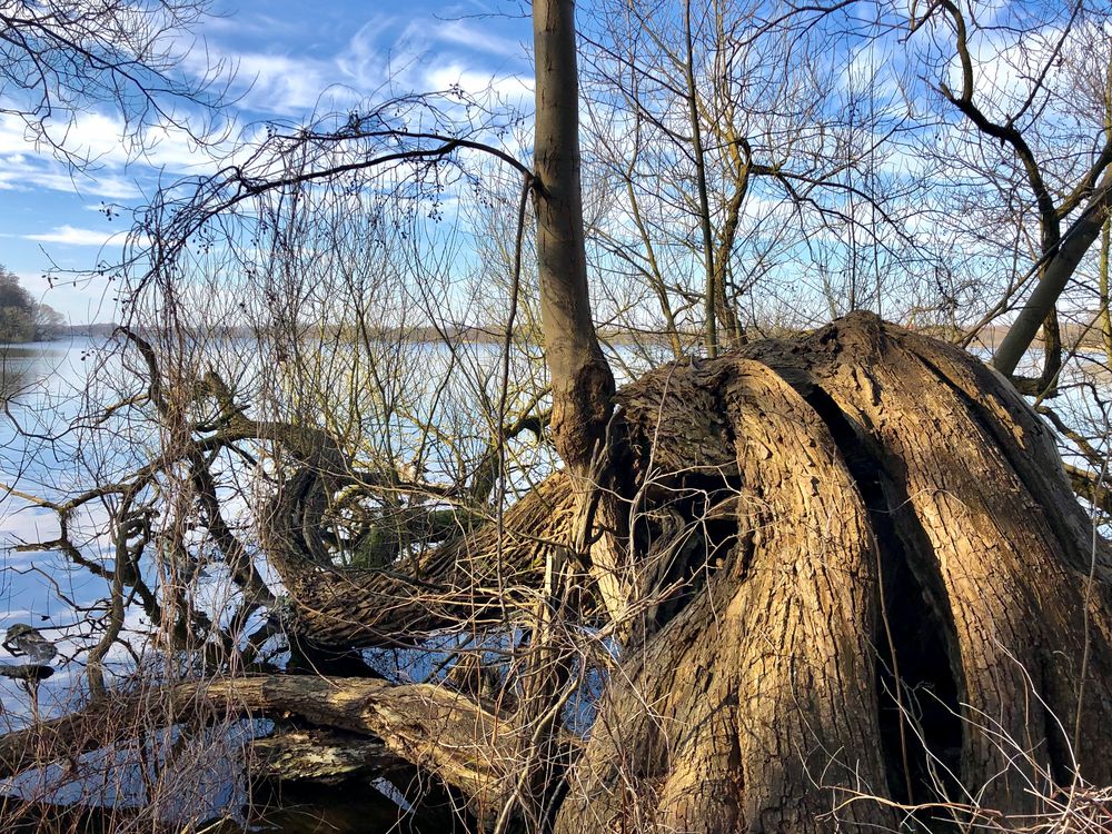 elastischer Baum - genutzt hat es ihm nichts