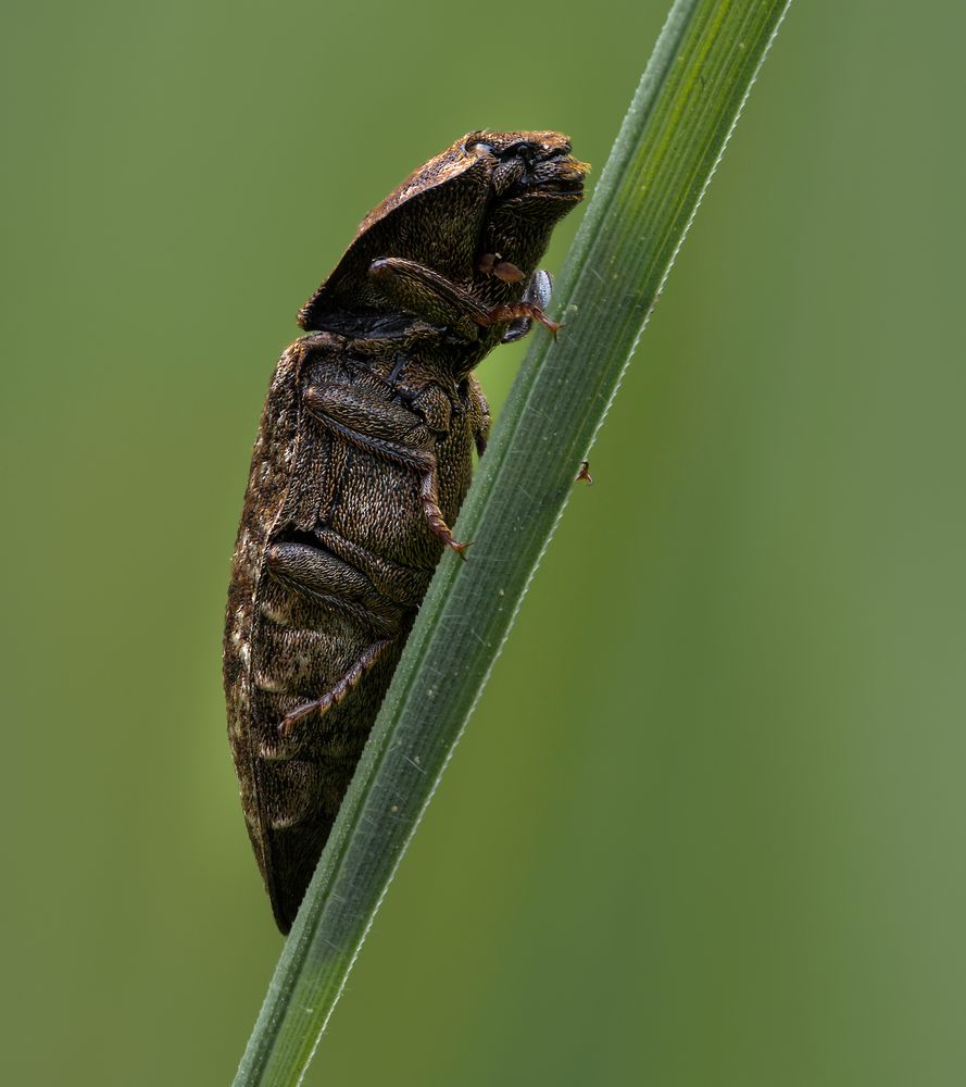 Elateridae Foto & Bild tiere, landschaft, naturmakros Bilder auf