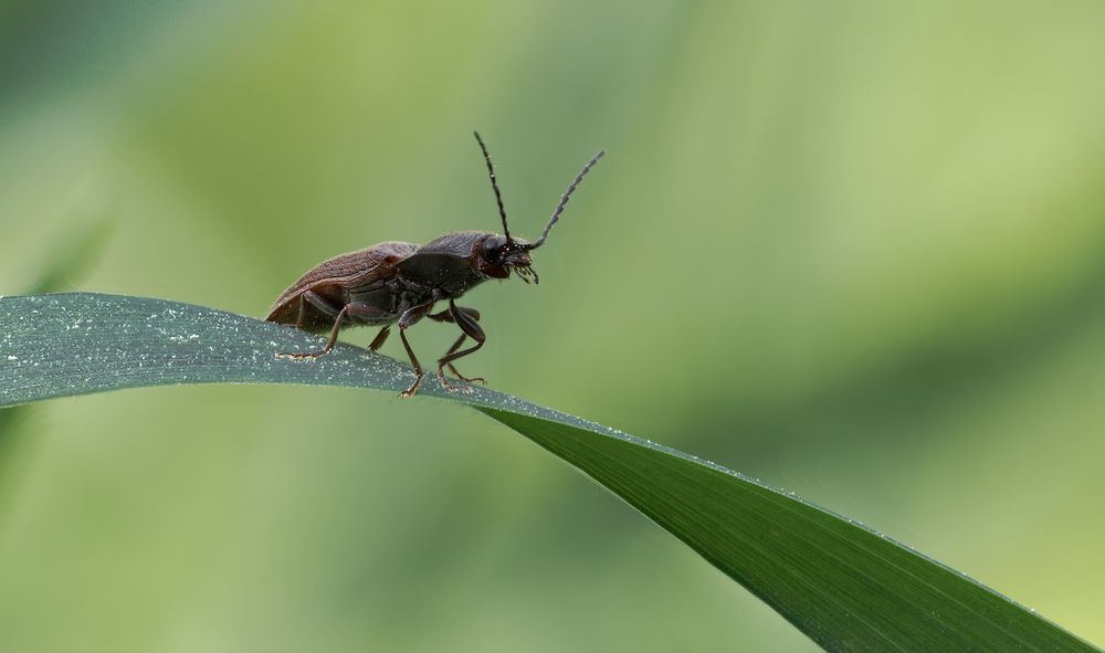 Elateridae 2 Foto & Bild tiere, landschaft, naturmakros Bilder auf