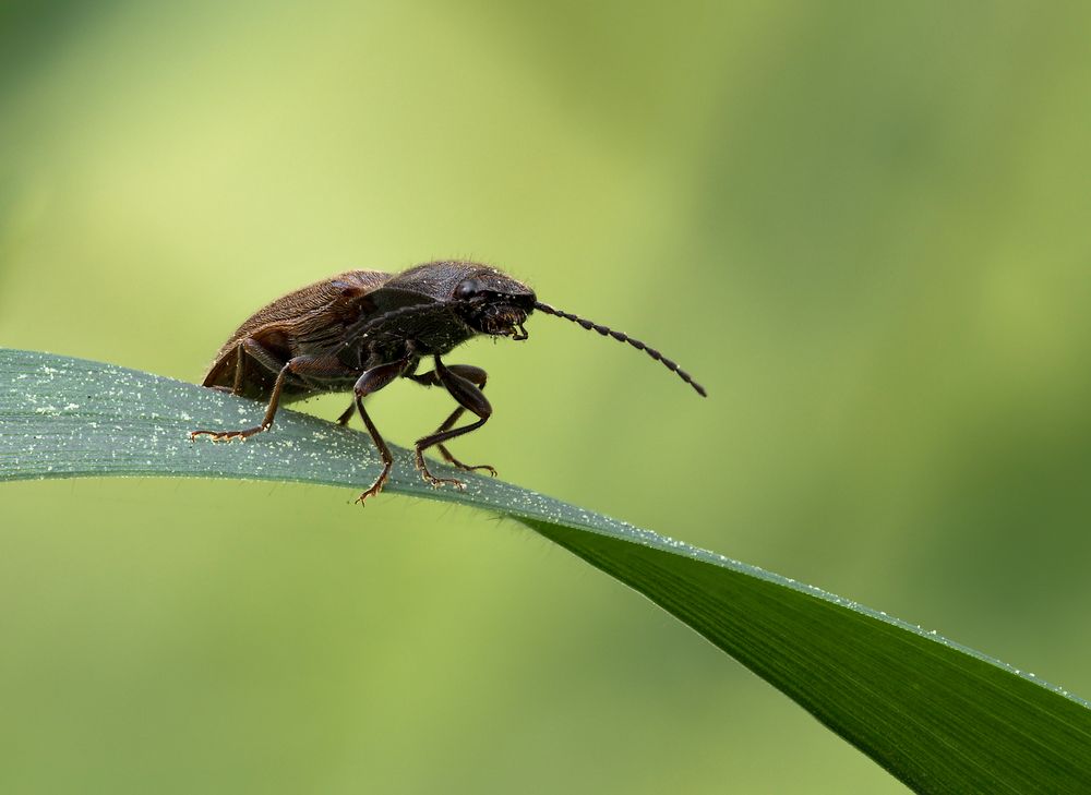 Elateridae