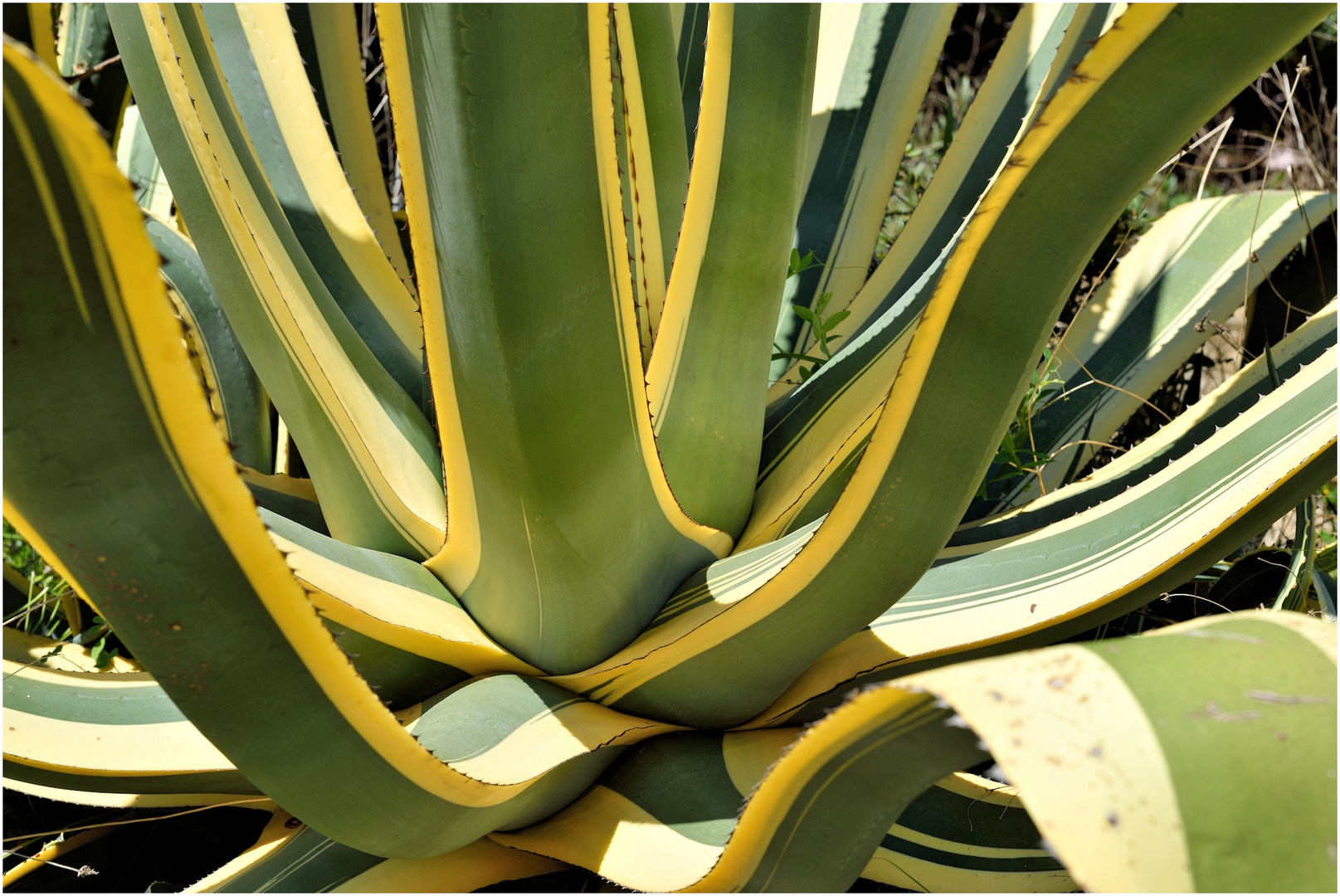 elba - agave