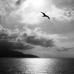 Elba - Fly away (bw)