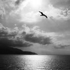 Elba - Fly away (bw)