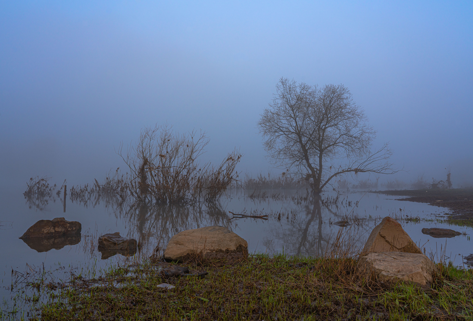 Elbaue im Nebel