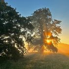 Elbaue im Nebel