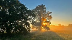 Elbaue im Nebel