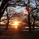 Elbaue in der Abenddämmerung