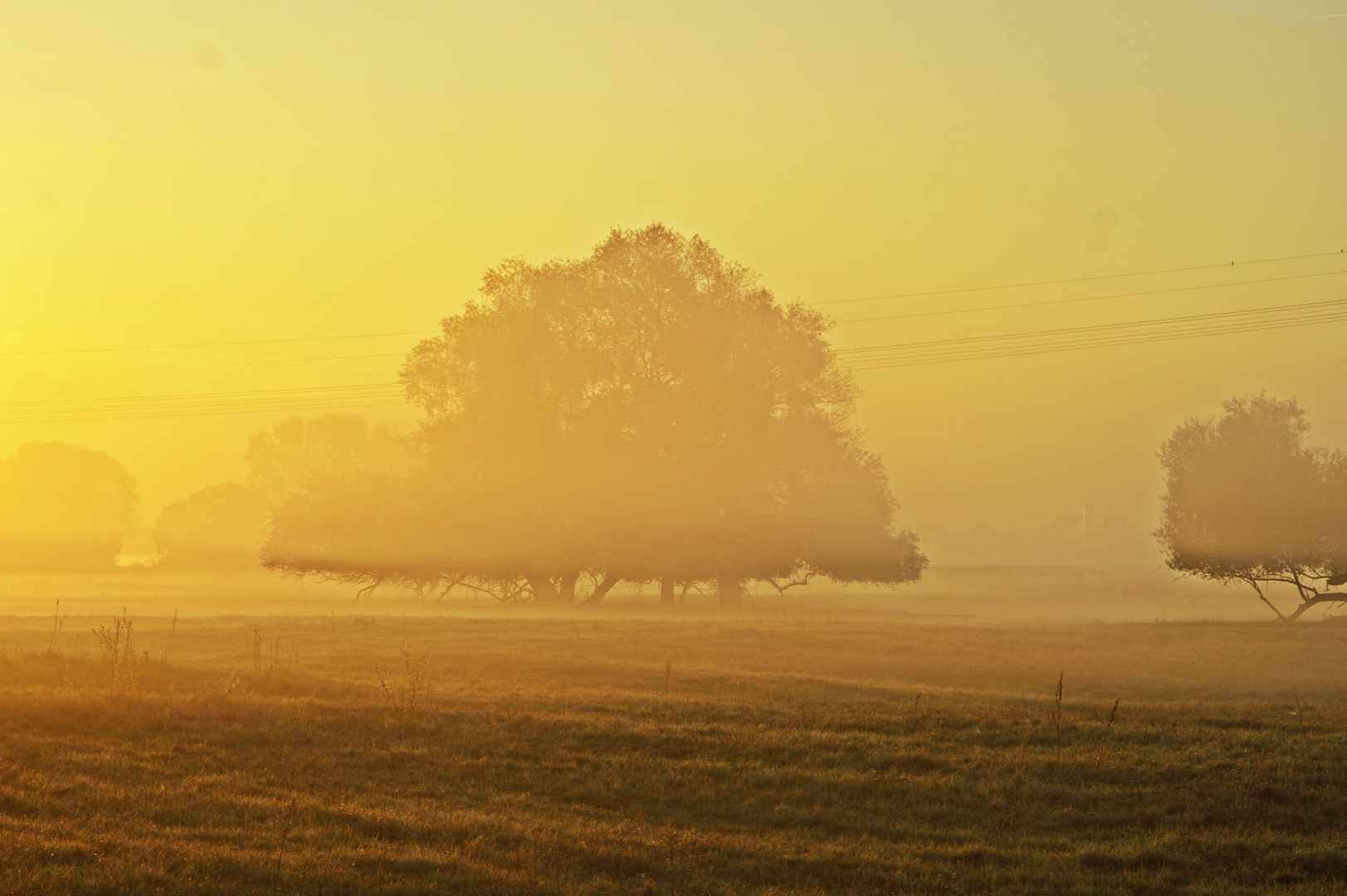 Elbauenmorgennebel