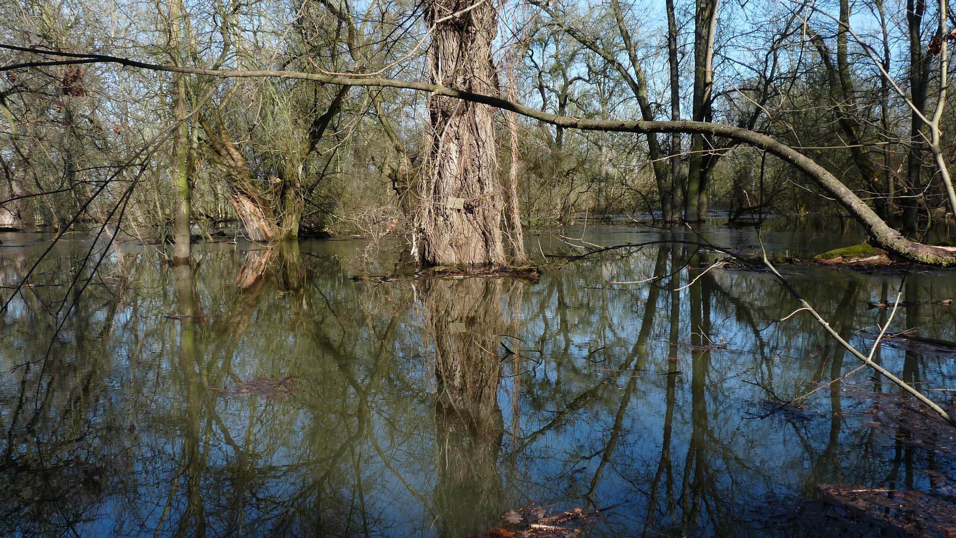 Elbe bei Dessau 2