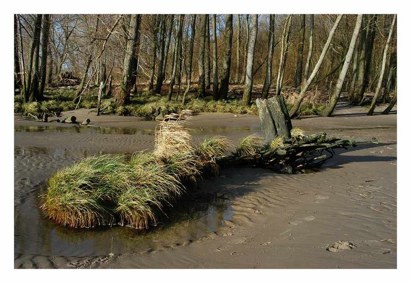 Elbe bei Hetlingen (10)