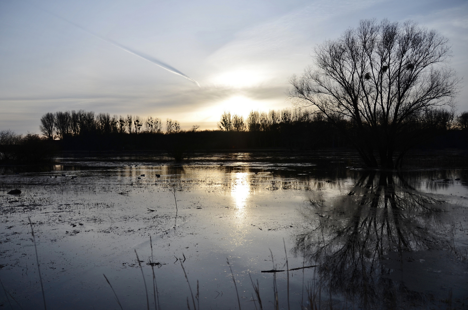 Elbe bei Hochwasser