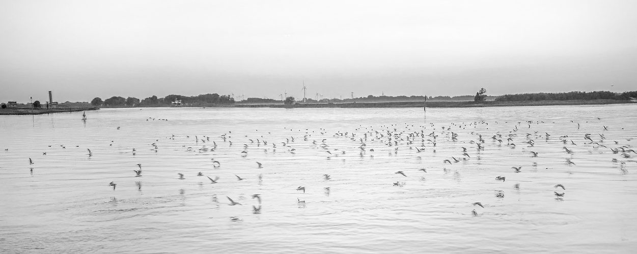 Elbe bei Wischhafen 2004