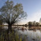 Elbe-Hochwasser