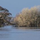 Elbe-Hochwasser