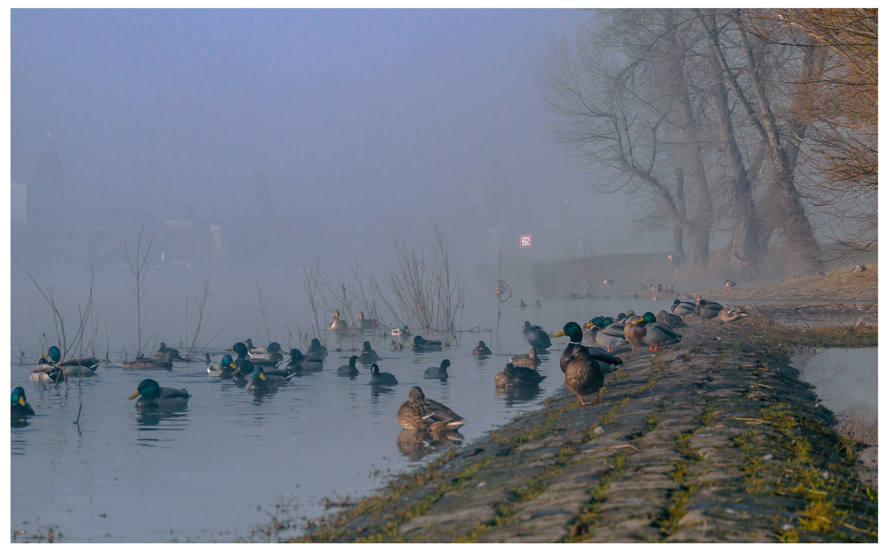 Elbe im Morgennebel