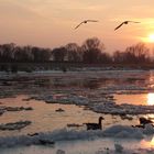 Elbe im Winter