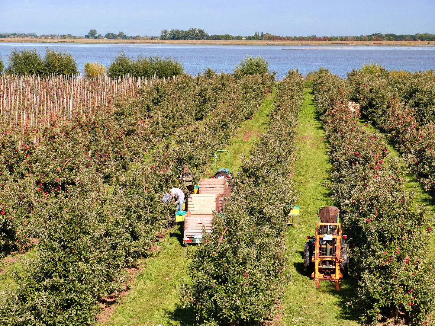 Elbe Obst