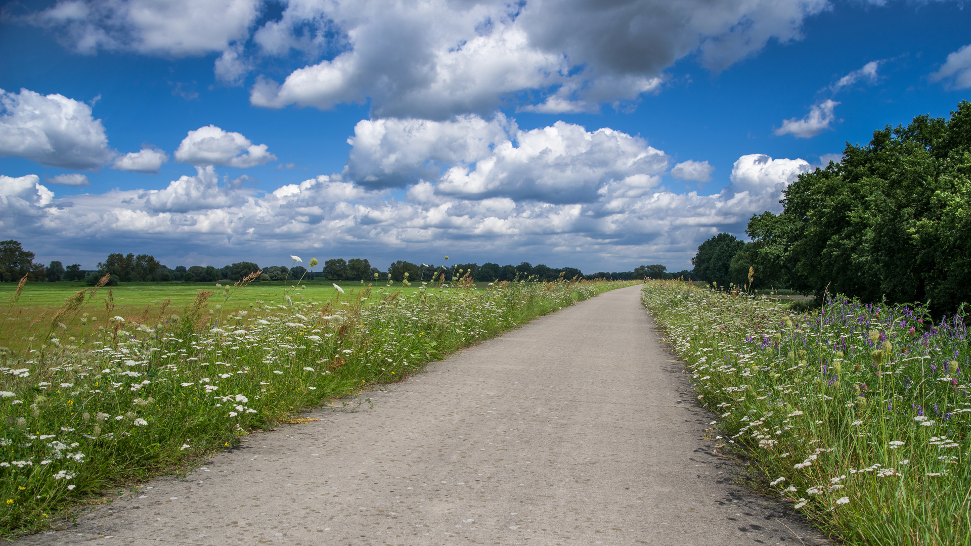 Elbe Radweg im Sommer