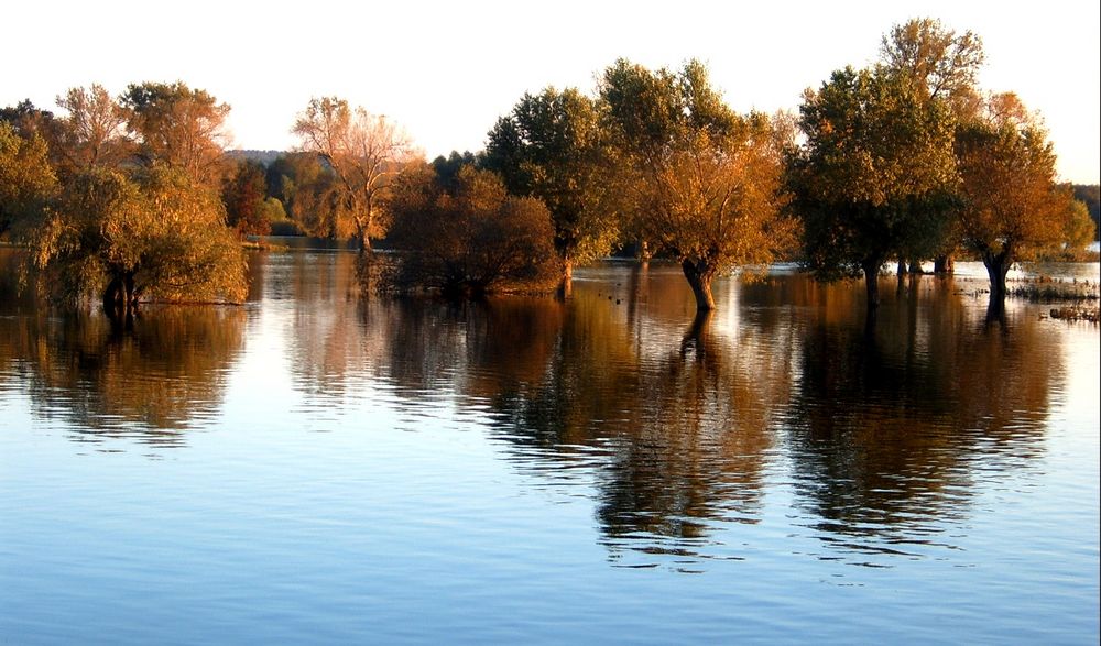 *Elbe überflutet Wiesenlandschaft *