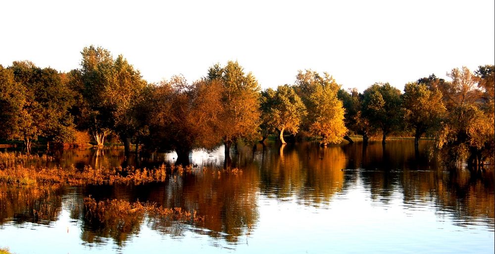 * Elbe überflutet Wiesenlandschaft II *