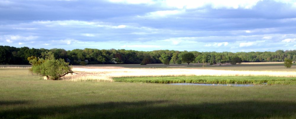 Elbeaue bei Wörlitz