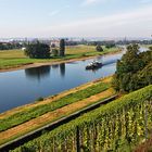 Elbeblick und Deutschlands östlichster Weinanbau