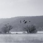 Elbeflut von der schönen Seite