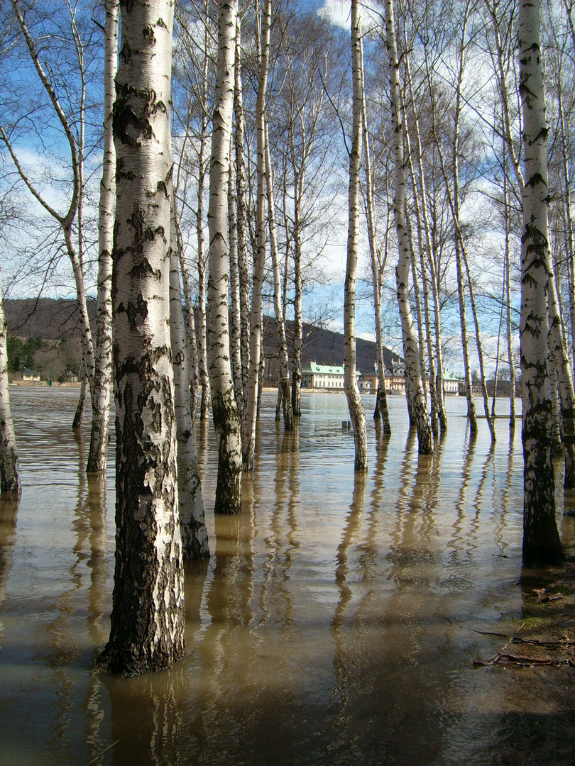 Elbehochwasser 2006