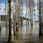 Elbehochwasser 2006