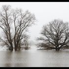 Elbehochwasser 2011 -2-