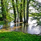 Elbhochwasser Magdeburg 04.06.2013