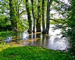 Elbhochwasser Magdeburg 04.06.2013