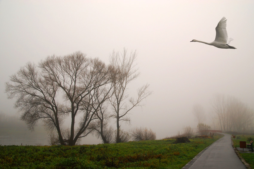 Elblandschaft im Nebel