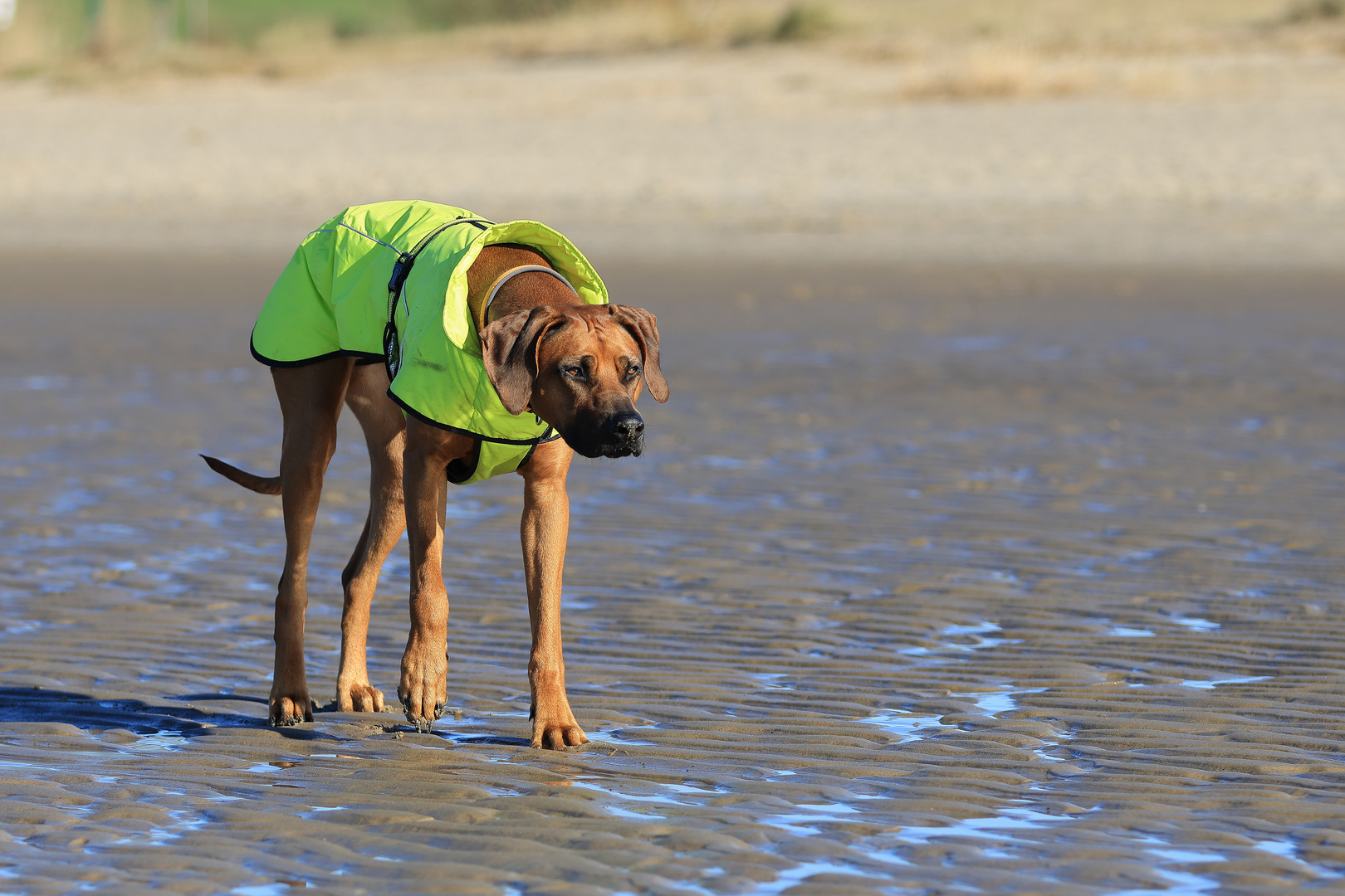 Elbstrand