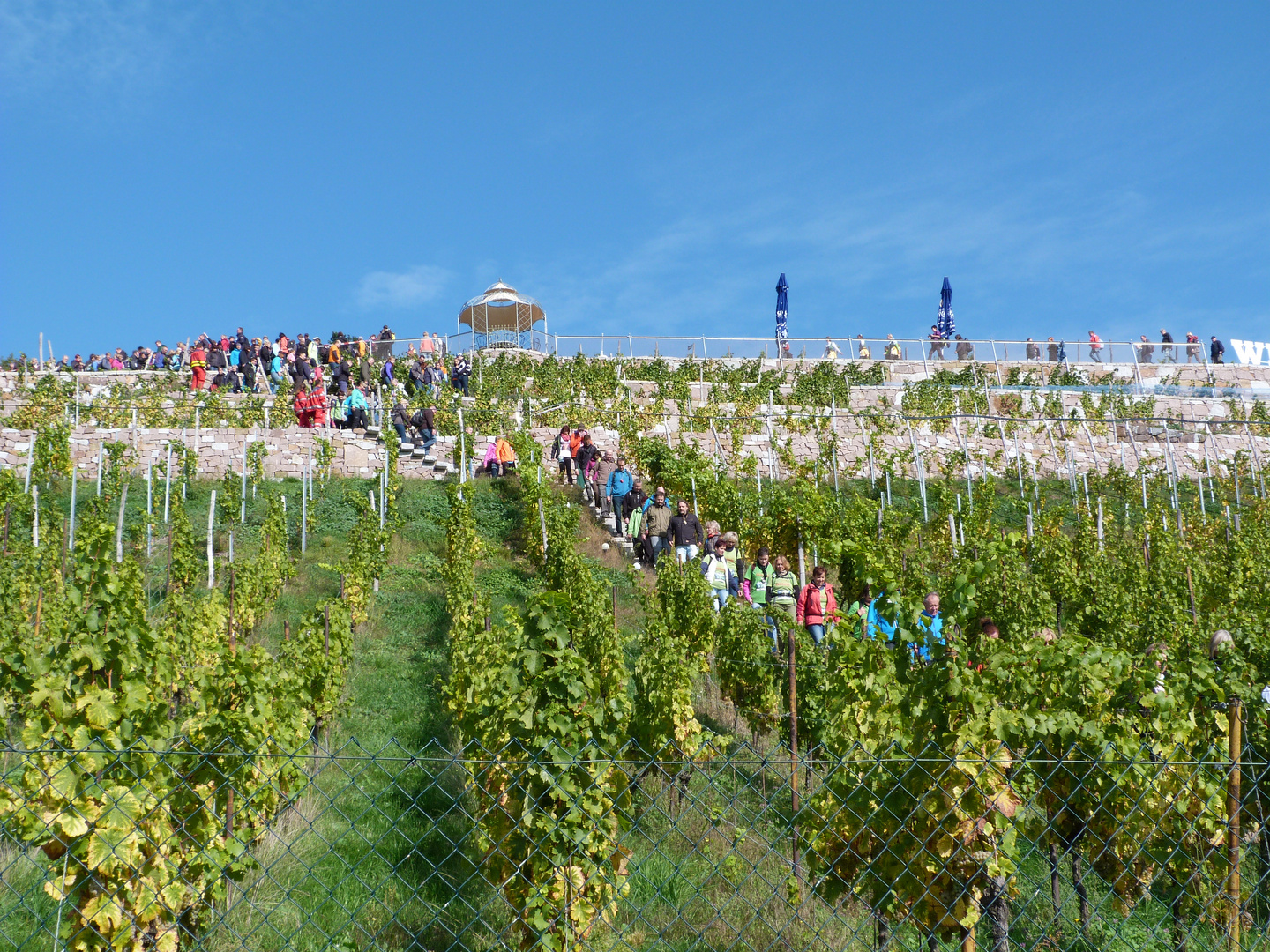 Elbtal-Weinlauf 2015