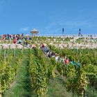 Elbtal-Weinlauf 2015