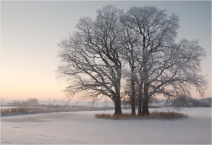 Elbtalauen im Winter