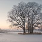 Elbtalauen im Winter