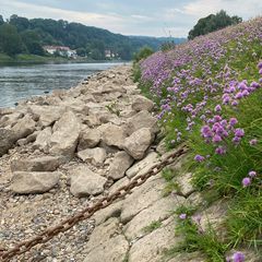 Elbufer bei Pirna