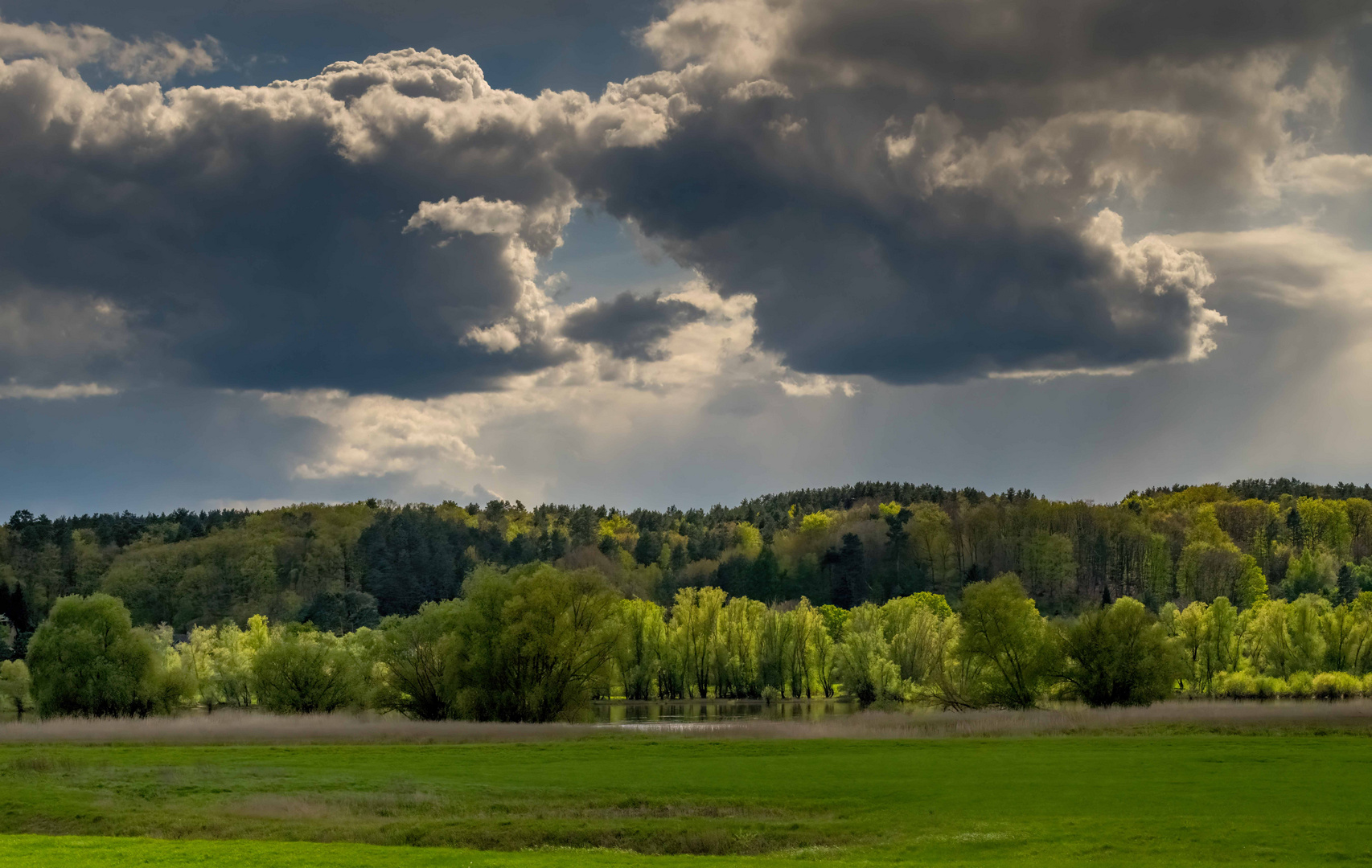 Elbufer im grünen Rausch