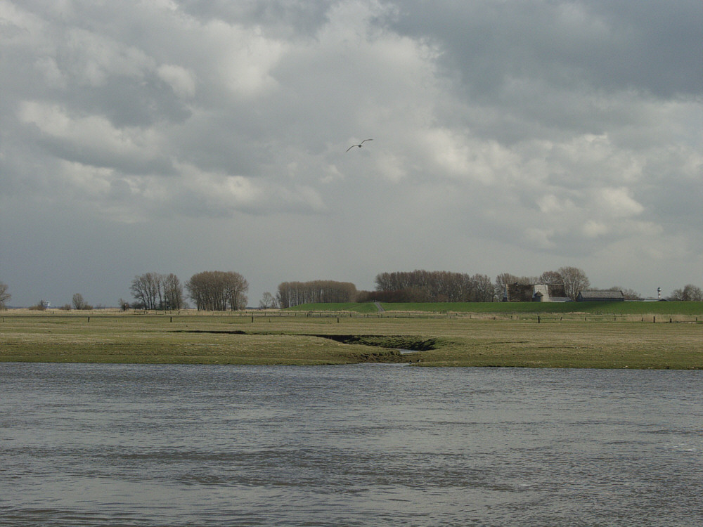 Elbvorland an der Wischhafener Nebenelbe