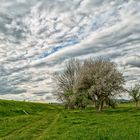 Elbwiese bei Dresden Cossebaude