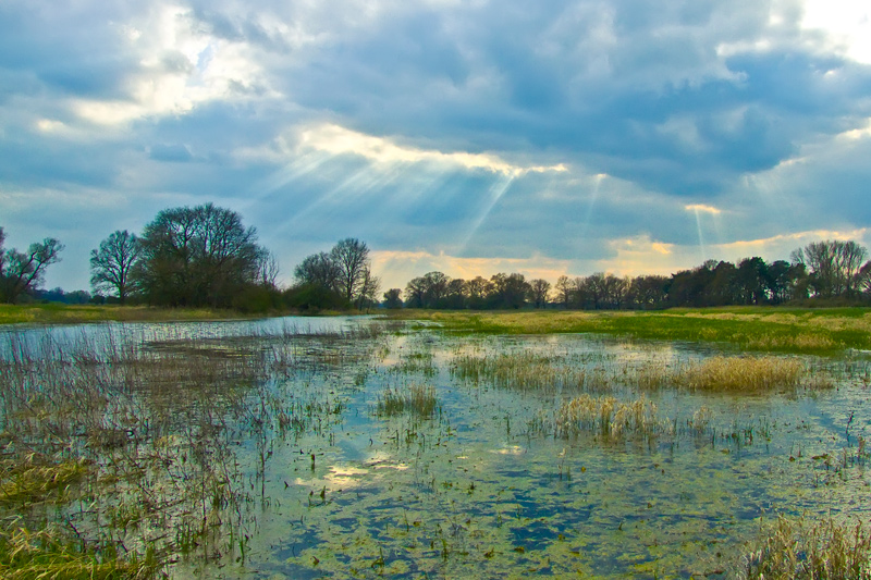 Elbwiese bei Jasebeck